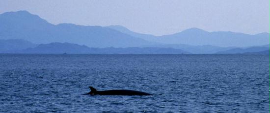 Minke Whale <i>Balaenoptera acutorostrata </i>
